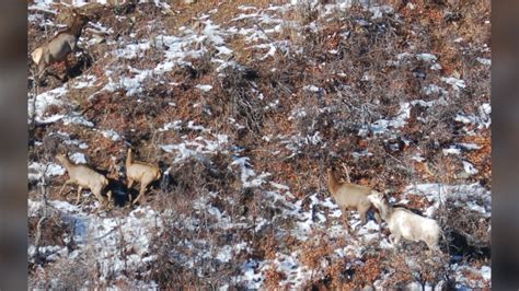 Colorado Parks and Wildlife spots rare 1 in 100,000 piebald cow elk